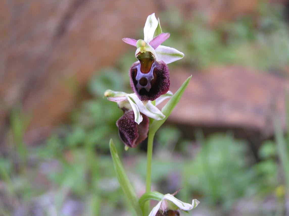 Ophrys chestermanii